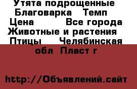 Утята подрощенные “Благоварка“,“Темп“ › Цена ­ 100 - Все города Животные и растения » Птицы   . Челябинская обл.,Пласт г.